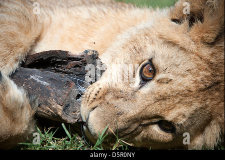 Kopf geschossen Lion Cub am Boden kauen Stück Log liegen.  Antelope Park, Simbabwe, Afrika. Stockfoto