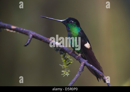 Buff-winged Starfrontlet (Coeligena Lutetiae) thront auf einem Ast Stockfoto