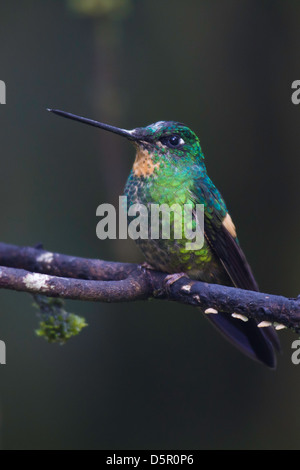 Buff-winged Starfrontlet (Coeligena Lutetiae) thront auf einem Ast Stockfoto