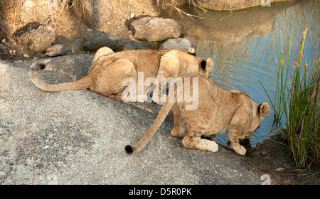 Zwei Löwenbabys trinken in Antelope Park, Simbabwe Stockfoto