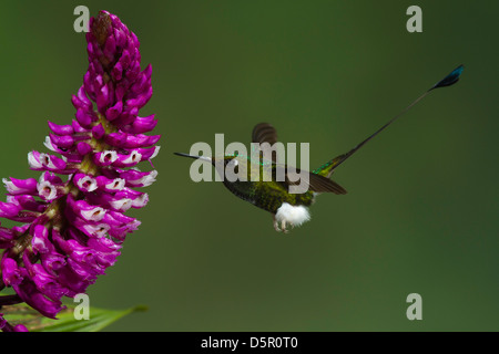 männliche gebootet Schläger-Tail (Grundfarbe Underwoodii) Einnahme von Nektar aus einer Blume Stockfoto