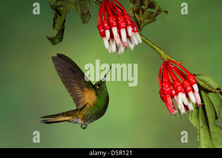 Buff-tailed Coronet (Boissonneaua Flavescens) bei der Fütterung auf Psammisia (Ericacea) Blüten schweben Stockfoto