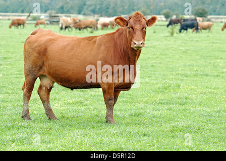 Weibliche braune Kuh Stockfoto
