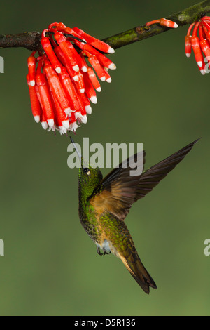 Buff-tailed Coronet (Boissonneaua Flavescens) bei der Fütterung auf Psammisia Guianensis (Ericacea) Blüten schweben Stockfoto