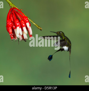 männliche gebootet Schläger-Tail (Grundfarbe Underwoodii) während des Fluges nach der Einnahme von Nektar aus einer Blume Ericacea (Psammisia SP.) Stockfoto