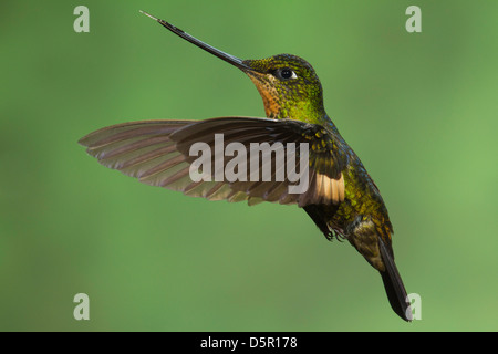 Weibliche Buff-winged Starfrontlet (Coeligena Lutetiae) im Flug Stockfoto