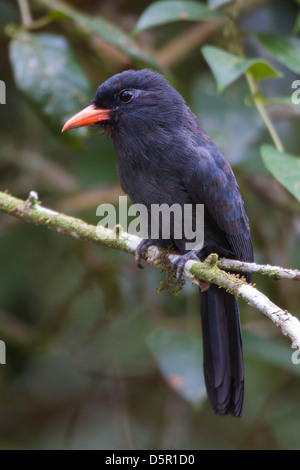 Schwarz-fronted Nunbird (Monasa Nigrifrons) thront auf einem Ast Stockfoto