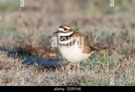 Killdeer (Charadrius Vociferus) Portrait Bitterroot Valley, Montana Stockfoto