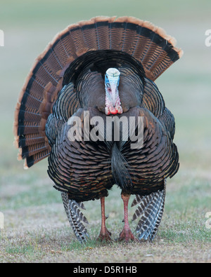 Porträt einer Anzeige wilder Truthahn (Meleagris Gallopavo) Tom, Western Montana Stockfoto
