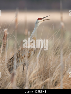 Sandhill Kran (Grus Canadensis) ruft zu einem nahe gelegenen Paarung paar Western Montana Stockfoto