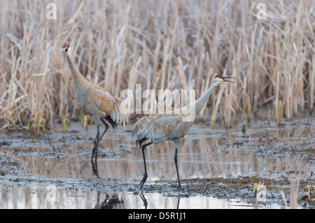 Paarung zweier Kraniche (Grus Canadensis) rufen zu anderen nahe gelegenen Kraniche, Western Montana Stockfoto