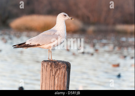 Ein Ring-billed Gull (Larus Delawarensis) thront auf einem hölzernen Pfosten, White Rock Lake, Dallas, Texas Stockfoto