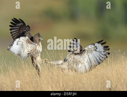 Zwei Jugendliche rot – Tailed Falken (Buteo Jamaicensis) kämpfen auf einem Hügel, National Bison Range, Montana Stockfoto