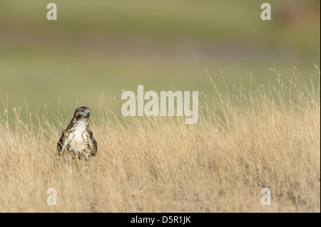 Juvenile rot - angebundener Falke (Buteo Jamaicensis) steht in hohen Gräsern, National Bison Range, Montana Stockfoto