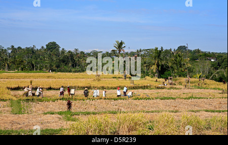 Arbeiter in der Paddy Reis Erntezeit, in der Nähe von Ubud worfeln. Bali, Indonesien Stockfoto