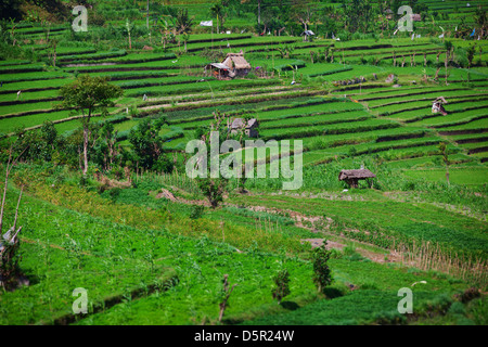 Grüne Reisterrassen auf Bali, Indonesien. Stockfoto