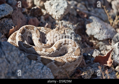 Rattleless-Klapperschlange, Crotalus Catalinensis, ein Pitviper endemisch auf Isla Santa Catalina in Mexikos Sea of Cortez, stark gefährdet Stockfoto