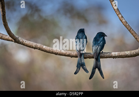 Ein paar der Black Drongo Dicrurus Macrocercus, thront auf einem Ast im Sonnenlicht, Copy Space, Stockfoto