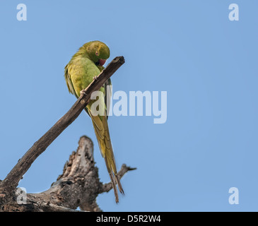 Rose-beringt Sittich, thront auf einem Ast, putzen, blauen Himmel im Hintergrund, Natur, Textfreiraum Stockfoto