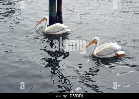 zwei weiße Pelikane in der Nähe von den Florida-Docks in der Sarasota Bay Stockfoto