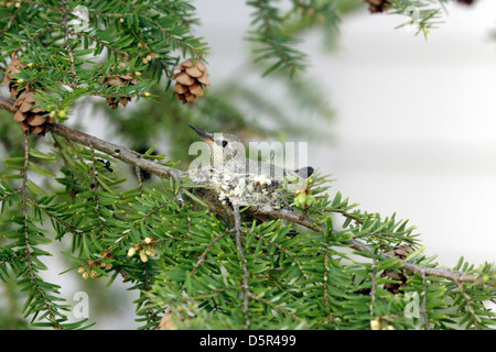 Young-Kolibri in einem nest Stockfoto