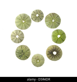 Acht Green Sea Urchin-Muscheln in einem Kreis (Strongylocentrotus Drobachiensis) Stockfoto
