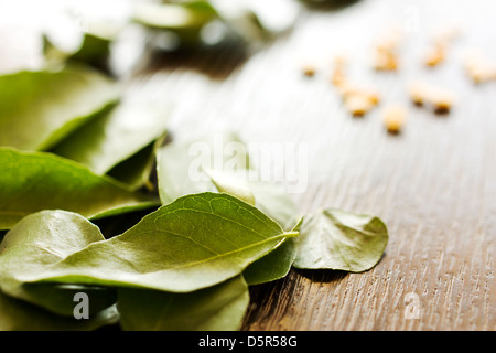 Frisches grünes Curryblätter auf einen Tisch gelegt. Linsen sind im Hintergrund zu sehen. Stockfoto