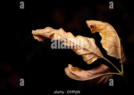 Verwelkte Blätter im Herbst. Stockfoto