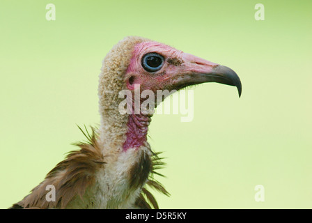 Hooded Vulture (Necrosyrtes monachus) in der westlichen Gambia Stockfoto