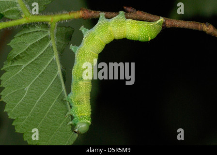 Gemeinsamen Quäker Motte (Orthosia Cerasi) Raupe Fütterung auf Ulme Blätter Stockfoto