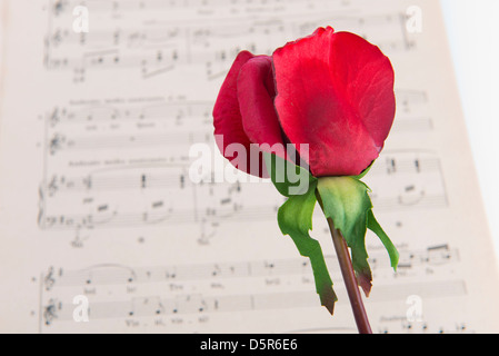 ein Notenblatt mit einer roten rose Stockfoto