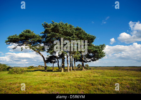 Föhren Bäume an Robin Hood Klumpen im New Forest, die Bäume werden gepflanzt, auf einem alten Bronzezeit Disk Barrow. Stockfoto