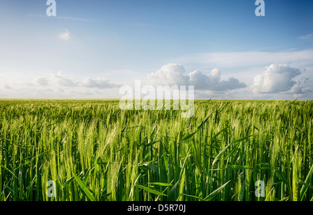 Junge grüne Gerste Hühneraugen wachsen in einem Feld Stockfoto