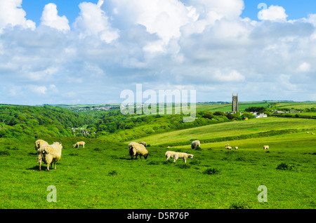 Schafe und Lämmer Weiden auf The Warren mit dem Weiler von Stoke in der Ferne, Devon, England. Stockfoto