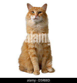 Katze auf weiß Stockfoto