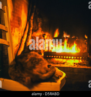 Katze vor dem Kamin Bretagne Frankreich Europa Stockfoto