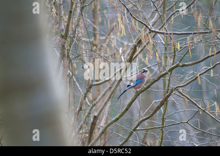 Ein Eichelhäher Garrulus Glandarius, Vogel sitzt auf einem Ast in Bourne Woods in der Nähe von Bourne in Lincolnshire Stockfoto