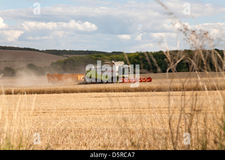 Ein moderner Mähdrescher und Korn Anhänger Ernte Weizenernte auf landwirtschaftlichen Flächen neben der Höhenweg in Oxfordshire UK Stockfoto