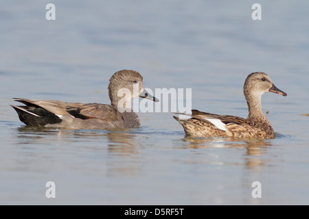 ein paar Gadwall (Anas Strepera) Stockfoto