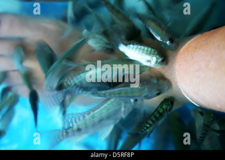 Fisch Therapie Stockfoto