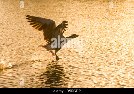 Graugans flüchten bei Sonnenaufgang auf Hickling Broad Norfolk Stockfoto