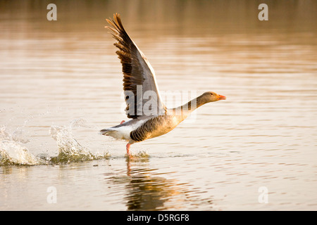 Graugans flüchten bei Sonnenaufgang auf Hickling Broad Norfolk Stockfoto