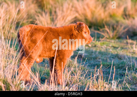 Kalb von Hochlandrindern auf Norfolk Beweidung Marsh Stockfoto