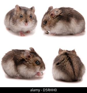 Kleine Zwerg-Hamster. Am weißen Studio-Hintergrund Stockfoto