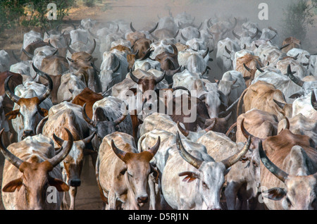 Eine Herde langgehörnter Rinder, die in einer Dürre im Nordosten Kenias auf einer staubigen Strecke auf neue Weide getrieben werden. Stockfoto