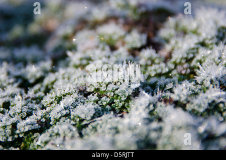 Raureif auf Thymian in der frühen Morgensonne. Stockfoto