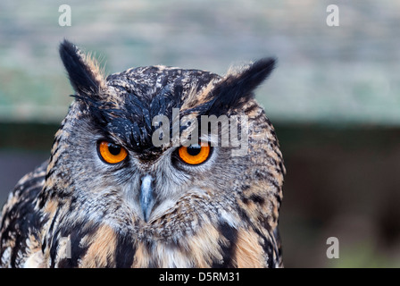 Eine Waldohreule - Asio otus Stockfoto