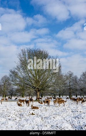 Eine Hirschherde im Winter in einem schneebedeckten Bushy Park, London, Großbritannien Stockfoto