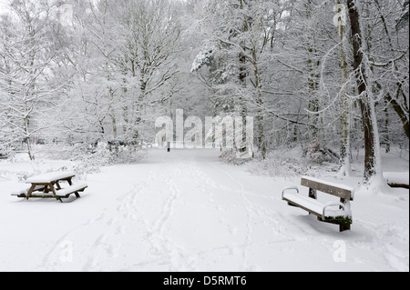 Heftige Schneefälle in Thorndon Country Park in Essex, England, UK Stockfoto