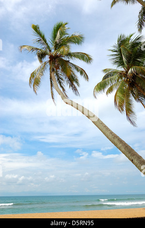 Palmen am Strand und türkis Wasser des Indischen Ozeans, Bentota, Sri Lanka Stockfoto